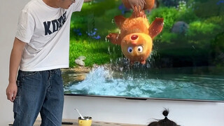 但凡有个幼儿园文凭，也不至于被爸爸忽悠哈哈哈哈！！！！