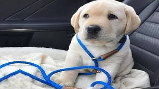 Funniest and Cutest Golden Retriever Puppies 30 - วิดีโอลูกสุนัขตลก 2019