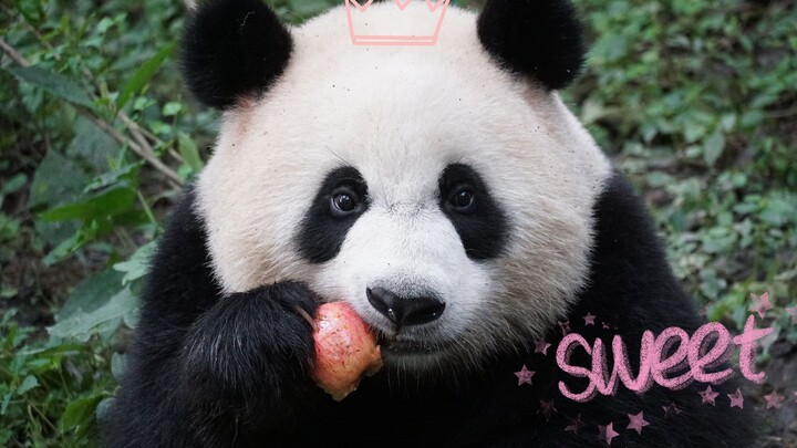 Panda Besar|Makan Apel
