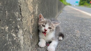 Menyelamatkan anak kucing terlantar di jalan raya yang tidak dipedulikan siapa pun, tapi...Saya meng