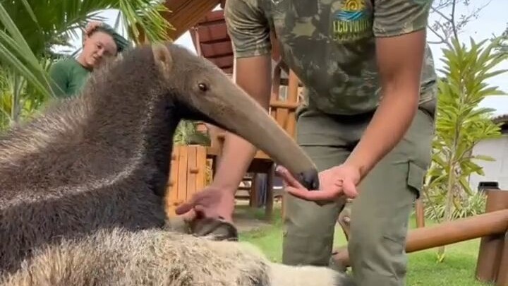 Even a giant anteater is still a baby—gotta give it a cuddle!