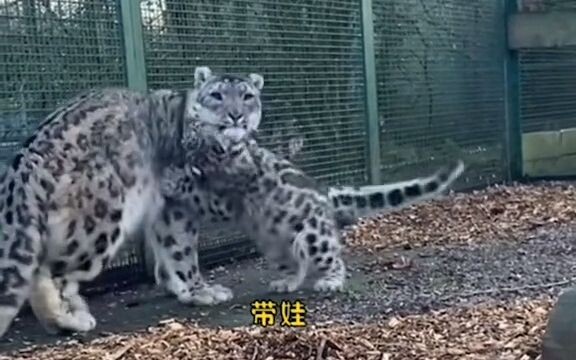 Dỗ vợ với vẻ lạnh lùng khi chăm con, tối ngủ nhất định phải ôm chặt vợ.