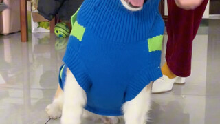 بضربتين من دوان تظهر النتيجة مباشرة، ارتداء الملابس مع الساقين القصيرتين سلس للغاية هكذا