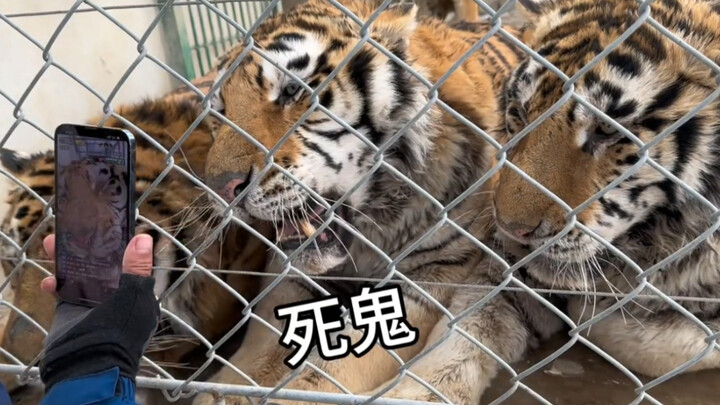The tigers I’ve raised instantly recognize their human caretaker.