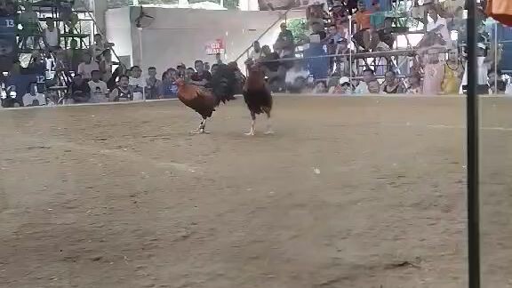 danao arena 2 cock derby win