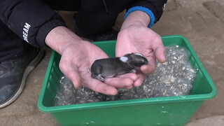 The Three-Day-Old Rabbit Has a Soft Stomach And Feels Very Comfortable!