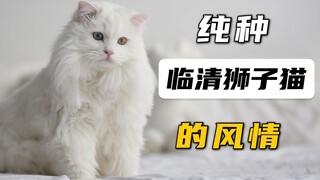 来！带你领略纯种临清狮子猫的美