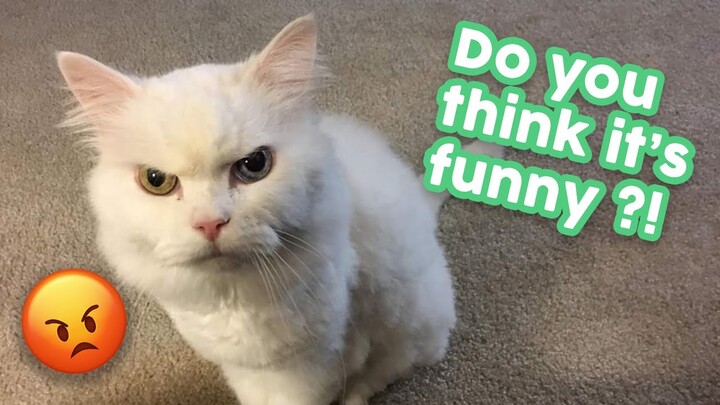 Funny Cat Videos That Will Make You Laugh so Hard 🤣😂