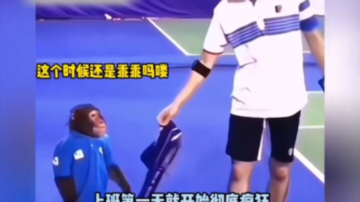 ลิง 20 ชั่ง กับไอ้หัวแข็ง 19 ชั่ง #ลิง #ชีวิตลิงก็คือชีวิต #สุดยอดลูกเล่น #คาดไม่ถึงจริงๆ #ฮาเฮ