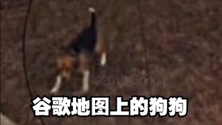 在几年前的谷歌地图上发现了去世多年的狗狗......