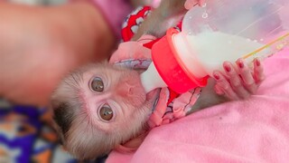 Healthy Medical!! Mom feeding Calcium mixed milk for adorable Toto & Yaya keep them a stronger bone