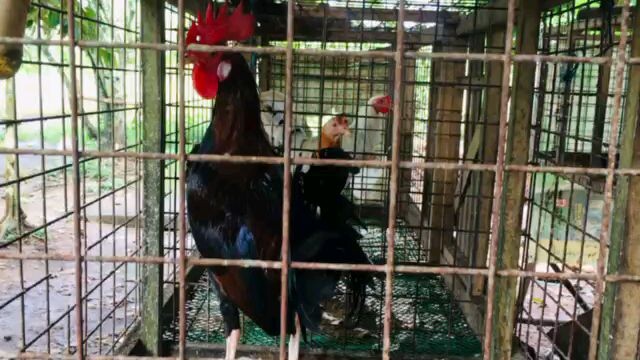 My Griffin Claret