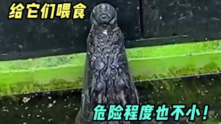 给它们喂食比我自己吃还令人兴奋！