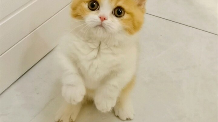 فقدت قطة التُّرْبَة الثمينة التي تركها لي صديقي على الرّعَاية، وثمنها يتجاوز عشرة آلاف!