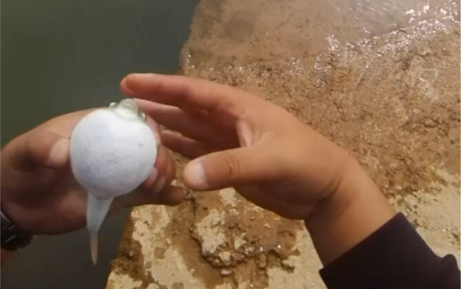 Thật sơ suất, cá nóc hóa ra đã tiến hóa rồi!