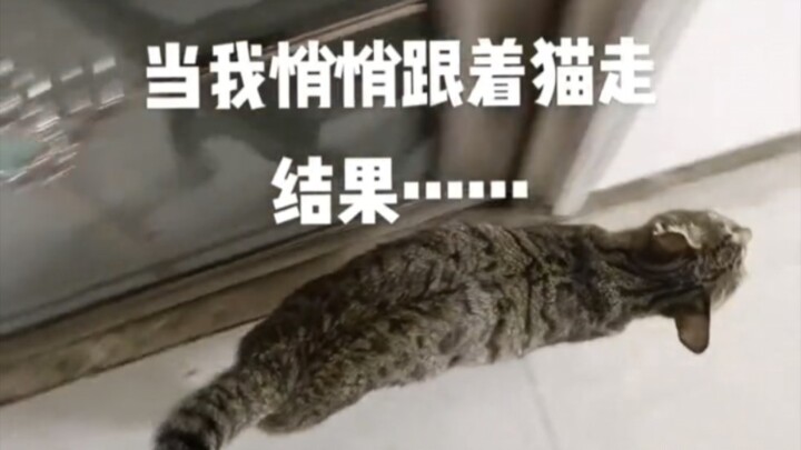 Apa yang akan terjadi kalau kamu diam-diam mengikuti kucing?