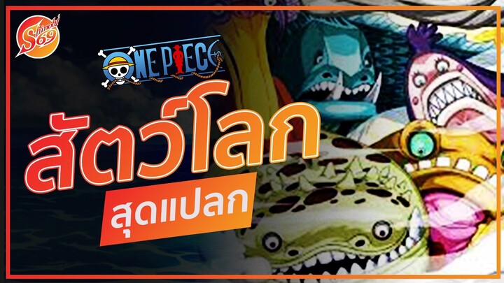 ONE PIECE : สัตว์โลกสุดแปลก