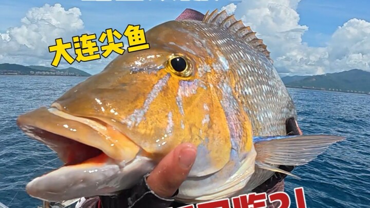 Tân đồ giám câu cá biển tập 2