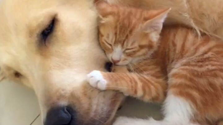 Chú chó Golden siêu ấm áp, dịu dàng ở bên bé mèo cam lớn lên, đáng yêu quá!