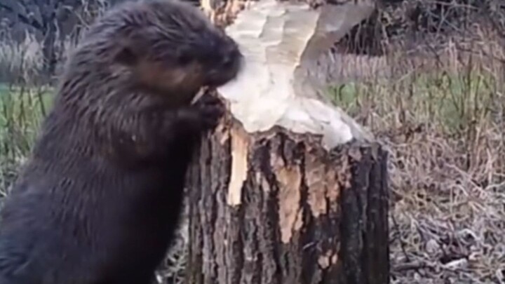 Hải ly: Ta gặm, gặm, gặm!