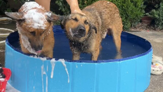 Renovation Diary of a Rural Dog