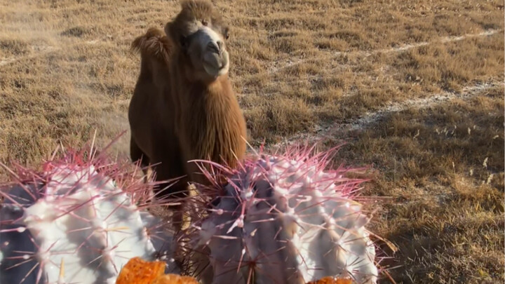 Haven't had spicy and sour lollipops in a long time.