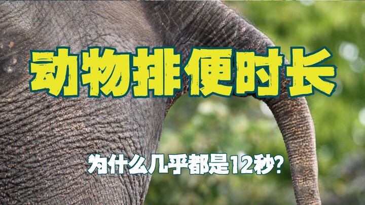 Hampir semua mamalia selesai buang air besar dalam 12 detik, kenapa manusia jadi pengecualian?
