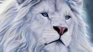 White Lion Videos Compilation - The Most Beautiful Lion on Earth