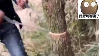 Hãy để tôi chỉ cho bạn cách cưa một cái cây trong mười giây.