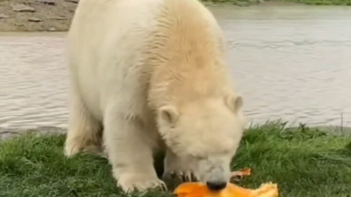 How purely carnivorous is the polar bear, the largest land-based carnivore?