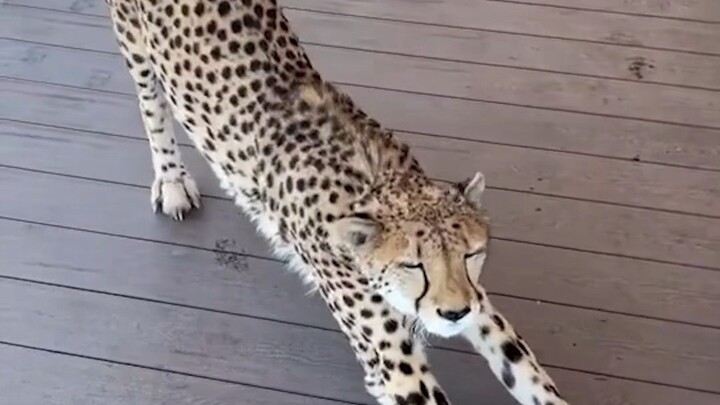 Cheetah adalah hewan yang paling suka berinteraksi dengan manusia; ia seperti seekor kucing raksasa.