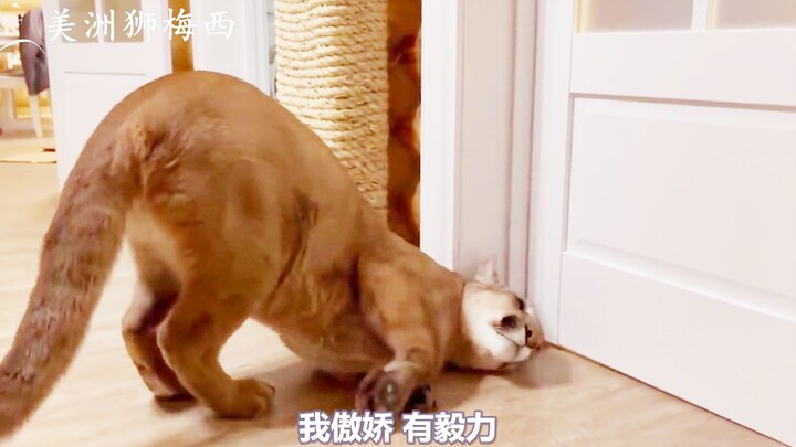 Puma Messi: Come save Kira!