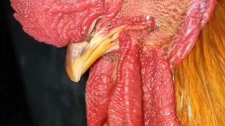 هذا الديك جميل جدًا، مثالي تمامًا مثل الأخ كون في بيتي!