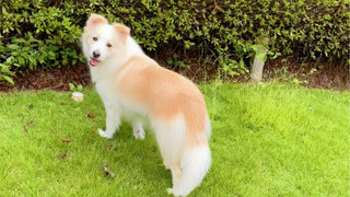 ฝนหยุดแล้ว พวกเราไปหาเจ้าแมวน้อยสีส้มกันเถอะ