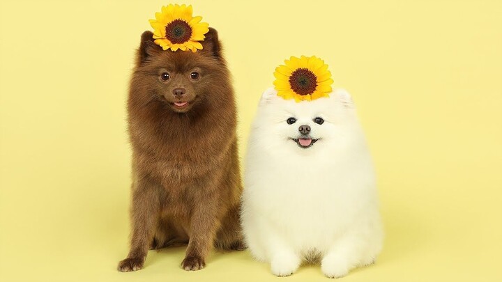 No matter how you shoot them, little poodles are just adorable.