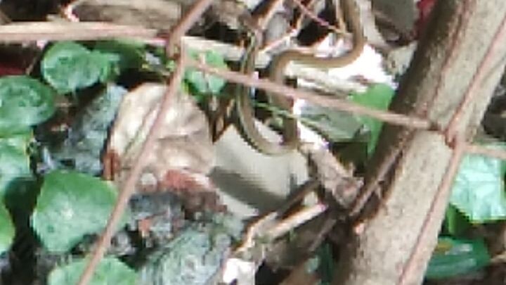 small snake