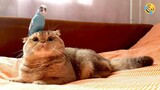 Funniest Animals Videos 2024 😊 Funny Cats 🐱 Dogs 🐶 Birds 🐦 & other Animal