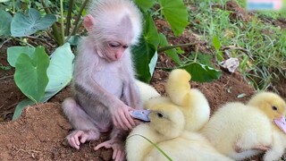 Monkey taking care of duckling | My heart is melting! 