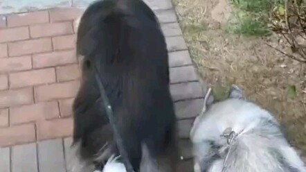 أحب كلاب الرعي الأسكتلندية كثيرًا، سمعت أنها تحتل المرتبة الأولى في ذكاء الكلاب!