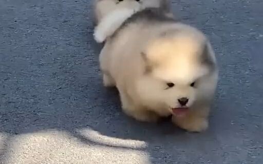 Cẩm nang hình ảnh cún con dễ thương: Hôm nay lại là một ngày được cún cưng chữa lành!