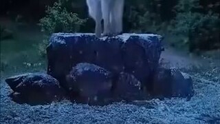 (เต็มเรื่องพากย์ไทย) ซูเยว่ องค์หญิงตกอับ