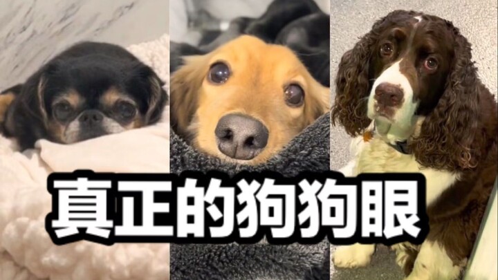 Pernah lihat mata anjing sungguhan?