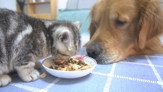 The warmest Golden Retriever, Mumu, quietly watches as cat Xiaoqi eats.