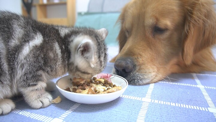 เจ้าหมาโกลเด้นมู่มู่ที่อบอุ่นที่สุด นั่งมองแมวเสี่ยวชีกินข้าวอย่างเงียบๆ