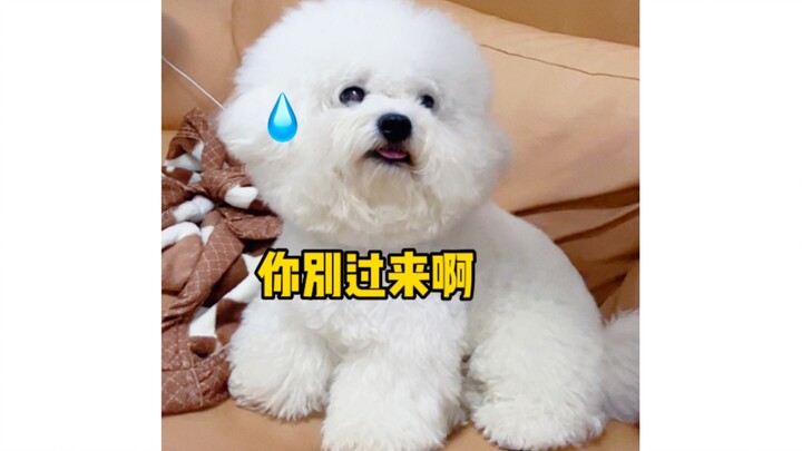 What will happen if you suddenly kiss a puppy?