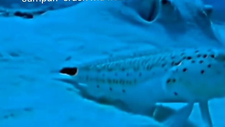 emang gue  peduli mbak