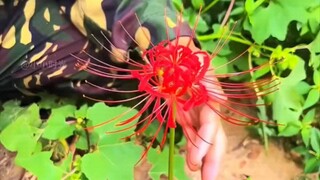 The legendary "Lycoris Radiata"
