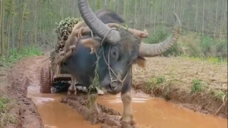 Cả đời làm trâu ngựa chẳng được nhàn, khi nhàn rồi thì đã cùng núi ngủ say.