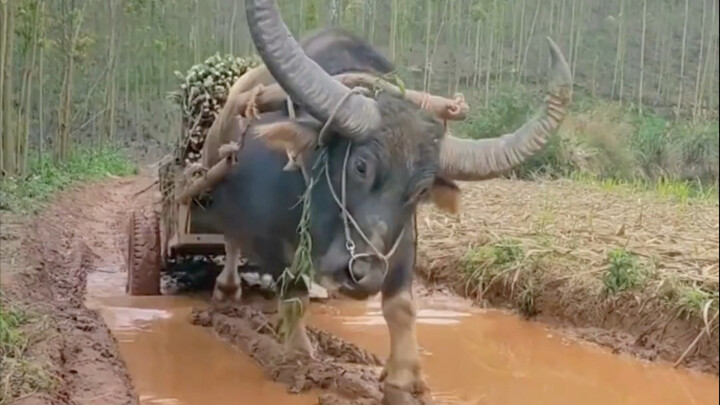 牛马半生不得闲，得闲已与山共眠