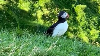 冰岛小镇的特殊活动：把发现的海鹦宝宝捉起来，再扔下悬崖